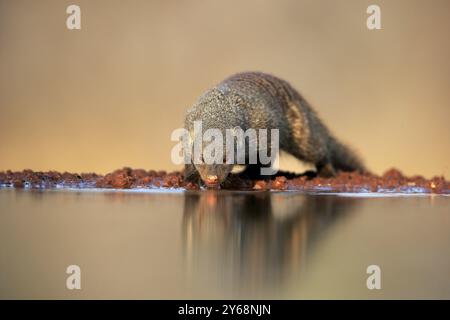 zebramungo (Mungos mungo), Erwachsener, am Wasser, Trinken, Krüger Nationalpark, Kruger-Nationalpark, Kruger-Nationalpark Südafrika Stockfoto