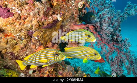 Indonesien, Raja Ampat, Rippenlippen (Plectorhinchus polytaenia) Stockfoto