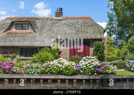 Reetdachhaus, Haus, Bauernhof, Dorf, ländlich, Blumen, gepflegt, blauer Himmel, Architektur, Tourismus, Reise, Attraktion, Giethhoorn, Niederlande Stockfoto