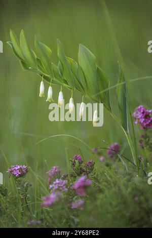 Eckige Salomondichtung (Polygonatum odoratum) und Gras in grüner, frühlingshafter Umgebung, Rehletal, Engen, Hegau, Baden-Württemberg, Deutschland, Euro Stockfoto