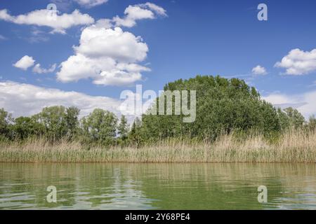 Ruhiger See mit Schilf und Bäumen am Ufer unter klarem blauem Himmel mit verstreuten Wolken, Markelfingen, Markelfingerwinkel, Untersee, Bodensee, Stockfoto