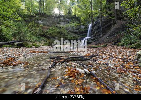 Eine sonnendurchflutete Waldszene mit einem Wasserfall im Hintergrund und Herbstblättern im Flussbett, Hasenreuter Wasserfall, Scheidegg, Bayern, Deutschland, Euro Stockfoto