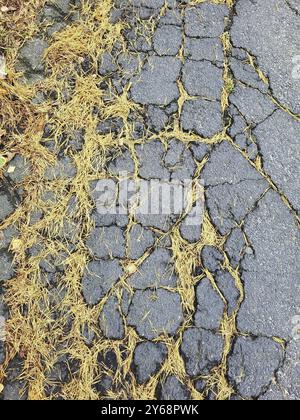 Straßenschäden an der Asphaltoberfläche. Der Asphalt weist mehrere große Risse auf und kleine Teile sind abgeblättert, was auf Verschleiß und Witterungseinflüsse hinweist Stockfoto