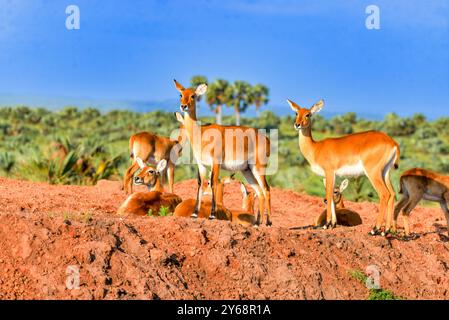 Uganda Kobs im Murchison Falls National Park Stockfoto