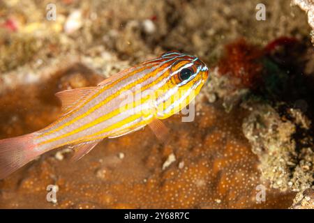 Indonesien, Raja Ampat, Orangenfisch (Apogon cyanosoma) Stockfoto