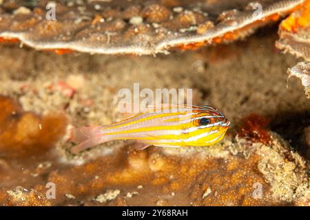 Indonesien, Raja Ampat, Orangenfisch (Apogon cyanosoma) Stockfoto