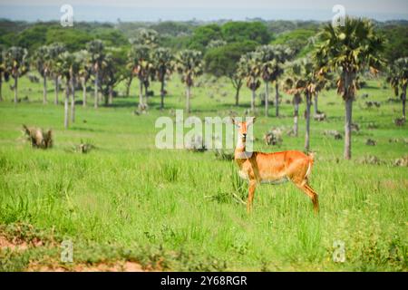 Ein Uganda Kob im Murchison Falls National Park Stockfoto