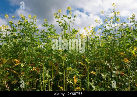 Blick in ein blühendes Feld aus weißem Senf unter einem blauen Himmel mit Wolken Stockfoto