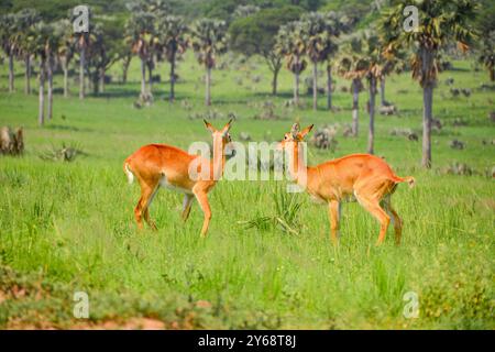 Uganda Kobs im Murchison Falls National Park Stockfoto