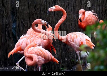 24.09.2024, xsvx, Zoo Karlsruhe Tiere, v.l. Flamingos im Karlsruher Zoo Kubaflamingos Phoenicopterus ruber Karlsruhe *** 24 09 2024, xsvx, Zoo Karlsruhe Tiere, V l Flamingos in Karlsruhe Zoo Kubaflamingos Kubaflamingos Phoenicopterus ruber Karlsruhe Stockfoto