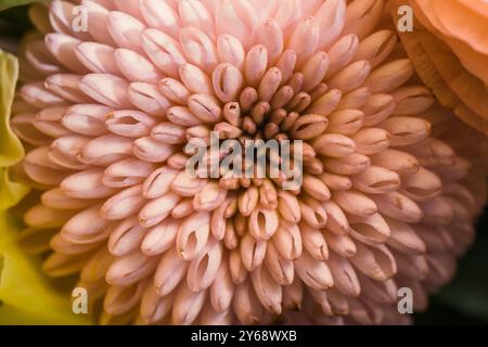 Chrysanthemenblüten in Nahaufnahme Stockfoto