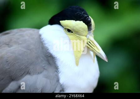 24.09.2024, xsvx, Zoo Karlsruhe Tiere, v.l. Maskenkiebitz eine Vogelart aus der Familie der Regenpfeifer. Soldatenkiebitz Vanellus Miles Vogel Karlsruhe *** 24 09 2024, xsvx, Zoo Karlsruhe Tiere, V l maskierte Lapwing eine Vogelart aus der Pflückfamilie Soldier Lapwing Vanellus Miles Vogel Karlsruhe Stockfoto