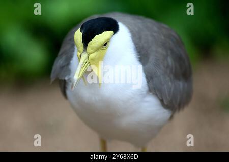 24.09.2024, xsvx, Zoo Karlsruhe Tiere, v.l. Maskenkiebitz eine Vogelart aus der Familie der Regenpfeifer. Soldatenkiebitz Vanellus Miles Vogel Karlsruhe *** 24 09 2024, xsvx, Zoo Karlsruhe Tiere, V l maskierte Lapwing eine Vogelart aus der Pflückfamilie Soldier Lapwing Vanellus Miles Vogel Karlsruhe Stockfoto