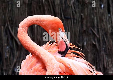 24.09.2024, xsvx, Zoo Karlsruhe Tiere, v.l. Flamingos im Karlsruher Zoo Kubaflamingos Phoenicopterus ruber Karlsruhe *** 24 09 2024, xsvx, Zoo Karlsruhe Tiere, V l Flamingos in Karlsruhe Zoo Kubaflamingos Kubaflamingos Phoenicopterus ruber Karlsruhe Stockfoto