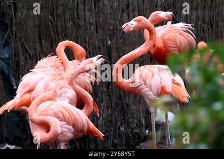 24.09.2024, xsvx, Zoo Karlsruhe Tiere, v.l. Flamingos im Karlsruher Zoo Kubaflamingos Phoenicopterus ruber Karlsruhe *** 24 09 2024, xsvx, Zoo Karlsruhe Tiere, V l Flamingos in Karlsruhe Zoo Kubaflamingos Kubaflamingos Phoenicopterus ruber Karlsruhe Stockfoto