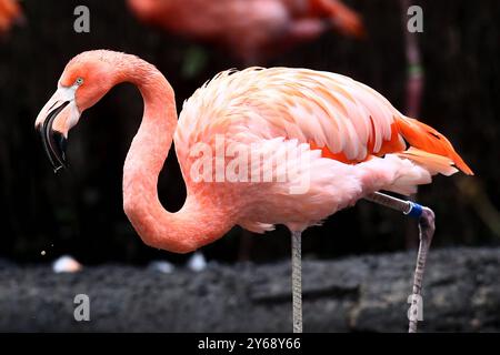 24.09.2024, xsvx, Zoo Karlsruhe Tiere, v.l. Flamingos im Karlsruher Zoo Kubaflamingos Phoenicopterus ruber Karlsruhe *** 24 09 2024, xsvx, Zoo Karlsruhe Tiere, V l Flamingos in Karlsruhe Zoo Kubaflamingos Kubaflamingos Phoenicopterus ruber Karlsruhe Stockfoto