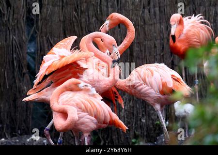 24.09.2024, xsvx, Zoo Karlsruhe Tiere, v.l. Flamingos im Karlsruher Zoo Kubaflamingos Phoenicopterus ruber Karlsruhe *** 24 09 2024, xsvx, Zoo Karlsruhe Tiere, V l Flamingos in Karlsruhe Zoo Kubaflamingos Kubaflamingos Phoenicopterus ruber Karlsruhe Stockfoto