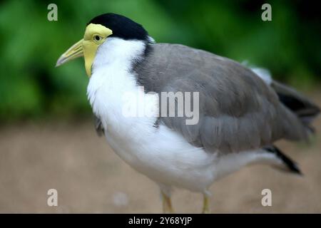 24.09.2024, xsvx, Zoo Karlsruhe Tiere, v.l. Maskenkiebitz eine Vogelart aus der Familie der Regenpfeifer. Soldatenkiebitz Vanellus Miles Vogel Karlsruhe *** 24 09 2024, xsvx, Zoo Karlsruhe Tiere, V l maskierte Lapwing eine Vogelart aus der Pflückfamilie Soldier Lapwing Vanellus Miles Vogel Karlsruhe Stockfoto