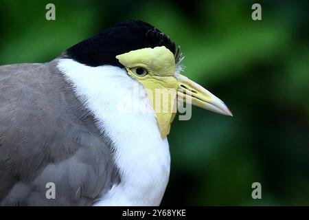 24.09.2024, xsvx, Zoo Karlsruhe Tiere, v.l. Maskenkiebitz eine Vogelart aus der Familie der Regenpfeifer. Soldatenkiebitz Vanellus Miles Vogel Karlsruhe *** 24 09 2024, xsvx, Zoo Karlsruhe Tiere, V l maskierte Lapwing eine Vogelart aus der Pflückfamilie Soldier Lapwing Vanellus Miles Vogel Karlsruhe Stockfoto