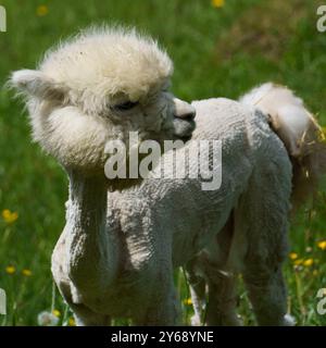 Porträt eines weißen Alpakas (Vicugna pacos), frisch geschoren, Gras isst Stockfoto