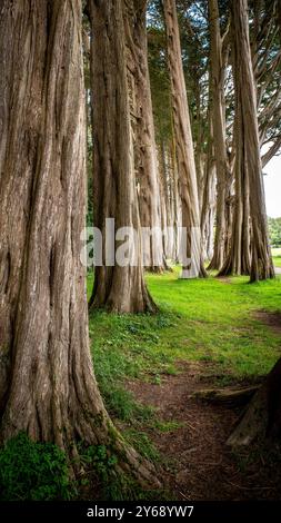 Monterey Cypress Bäume aus Plas Newydd in Nordwales Stockfoto