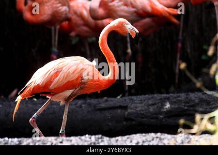 24.09.2024, xsvx, Zoo Karlsruhe Tiere, v.l. Flamingos im Karlsruher Zoo Kubaflamingos Phoenicopterus ruber Karlsruhe *** 24 09 2024, xsvx, Zoo Karlsruhe Tiere, V l Flamingos in Karlsruhe Zoo Kubaflamingos Kubaflamingos Phoenicopterus ruber Karlsruhe Stockfoto