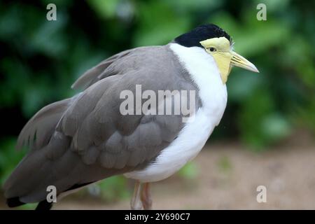 24.09.2024, xsvx, Zoo Karlsruhe Tiere, v.l. Maskenkiebitz eine Vogelart aus der Familie der Regenpfeifer. Soldatenkiebitz Vanellus Miles Vogel Karlsruhe *** 24 09 2024, xsvx, Zoo Karlsruhe Tiere, V l maskierte Lapwing eine Vogelart aus der Pflückfamilie Soldier Lapwing Vanellus Miles Vogel Karlsruhe Stockfoto