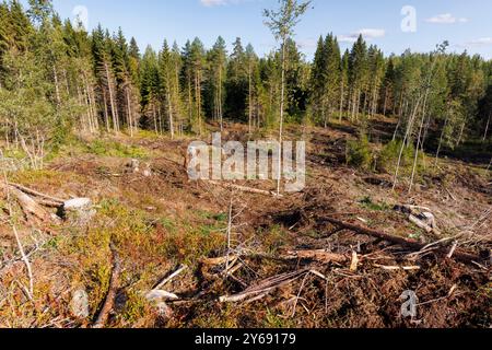 Holzrückstände, die nach dem Holzeinschlag meist aus dem freien Schnittbereich entfernt wurden. Der Boden ist bereit für das Pflanzen von Baumsetzlingen, Finnland Stockfoto