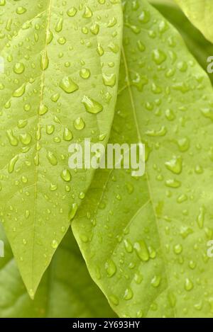 Avocado Persea americana Pflanze nass grüne Blätter aus nächster Nähe Stockfoto