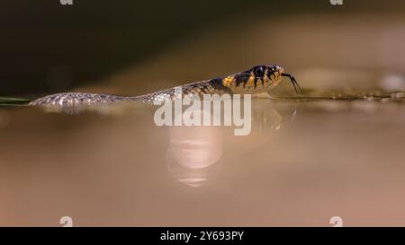 Grasschlange (Natrix natrix), manchmal auch als Ringschlange oder Wasserschlange bezeichnet, ist eine eurasische halbaquatische, nicht giftige Kolubridenschlange. Schwimmen in Wat Stockfoto