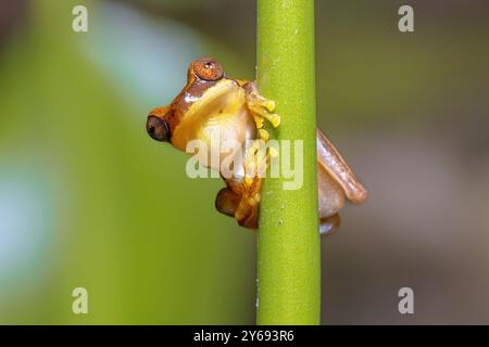 Sanduhr Treefrog (Dendropsophus ebraccatus) ruft aus der Vegetation alt Nacht in einem Teich. Naturszene in Zentralamerika. Stockfoto