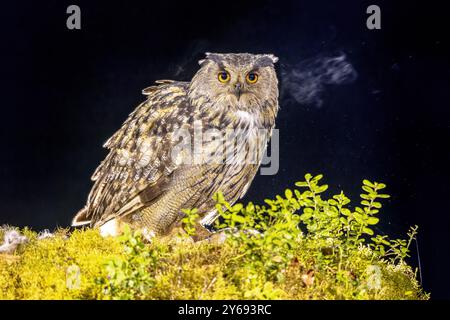 Der Uhu (Bubo bubo) ist eine Uhu-Art, die in weiten Teilen Eurasiens lebt. Es wird auch Uhu genannt und gelegentlich abgekürzt Stockfoto
