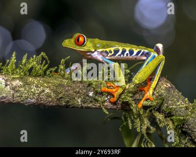 Rotaugenfrosch (Agalychnis callidryas), der im tropischen Regenwald auf Baumbrach klettert. Naturszene in Zentralamerika. Stockfoto