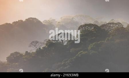 Silhouette des Regenwaldddkrons in den Hügeln von Costa Rica. Szene in der Natur Zentralamerikas. Stockfoto