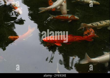 Farbenfrohe Koi-Fische schwimmen im ruhigen Teich in den Gärten des monte Palace Stockfoto