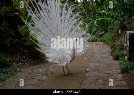 Weißer Pfau, der stolz Federn auf dem Gartenweg zeigt, monte Palace Stockfoto