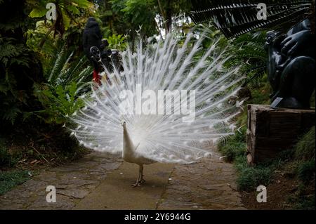 Weißer Pfau mit Federn auf dem Gartenweg, der von afrikanischen Skulpturen in den Gärten des monte Palace gesäumt ist Stockfoto