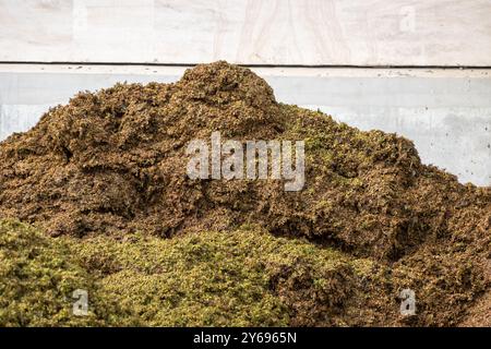 Weinpresse schneidet Chardonnay-Traubenschalen, Sekt-Herstellung, in Grand Cru-Dörfern Oger und Mesnil-sur-Oger, Champagne, Fran Stockfoto