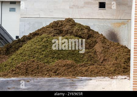 Weinpresse schneidet Chardonnay-Traubenschalen, Sekt-Herstellung, in Grand Cru-Dörfern Oger und Mesnil-sur-Oger, Champagne, Fran Stockfoto