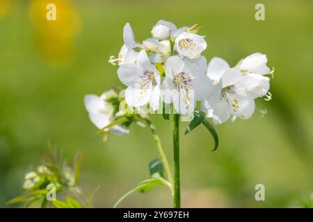 Nahaufnahme der Blüten der weißen Jacobs-Leiter (polemonium caeruleum) in Blüte Stockfoto