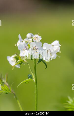 Nahaufnahme der Blüten der weißen Jacobs-Leiter (polemonium caeruleum) in Blüte Stockfoto