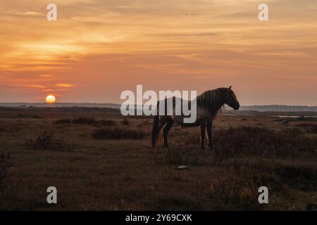 Halbwildes konik polski Pferd im Naturpark Engure Lake, Lettland Stockfoto