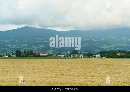 Sanfte Hügel treffen auf ein ruhiges Dorf inmitten üppiger Grünflächen, während goldene Felder sanft im Wind unter einem bewölkten Himmel schweben. Stockfoto