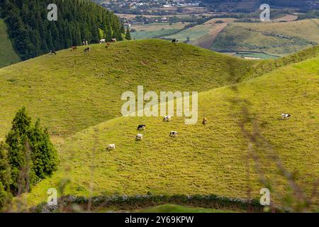 Herde von Kühen, die auf einem grünen Hügel auf den Azoren weiden. Insel Sao Miguel, Azoren, Portugal, Europa Stockfoto