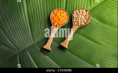 Linse culinaris - Rote und braune Linsen in zwei Löffeln. Stockfoto