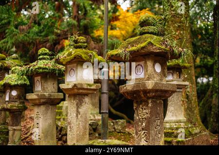 Traditionelle, mit Moos bedeckte Steinlaternen stehen in einem ruhigen japanischen Wald, umgeben von üppigem Grün und Herbstlaub. Stockfoto