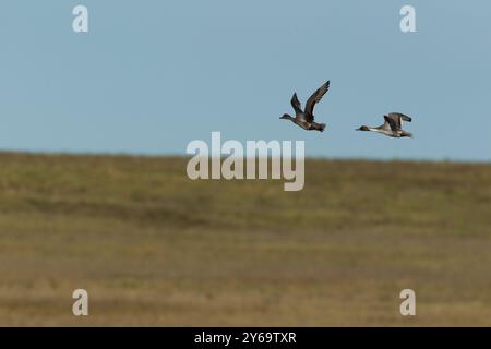 Ein drake und eine Henne nördlicher pintail (Anas acuta) fliegen über eine Prärie, Stockfoto