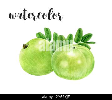 Handgemalte Amla Beeren und Blätter Botanische Illustration in Aquarell Stockfoto