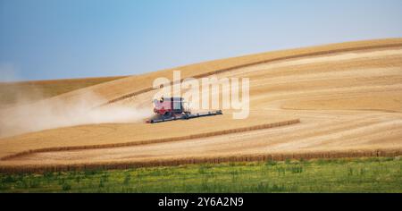 Ein roter Mähdrescher fährt durch goldene Weizenfelder und erzeugt Staubwolken bei der Ernte an einem sonnigen Tag. Stockfoto