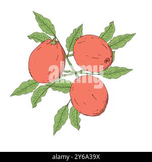 Kaffeepflanze Beeren mit Zweigen und Blättern grüne Farbe Illustration Raster digitale Kaffee Thema für Druck und Web Stockfoto